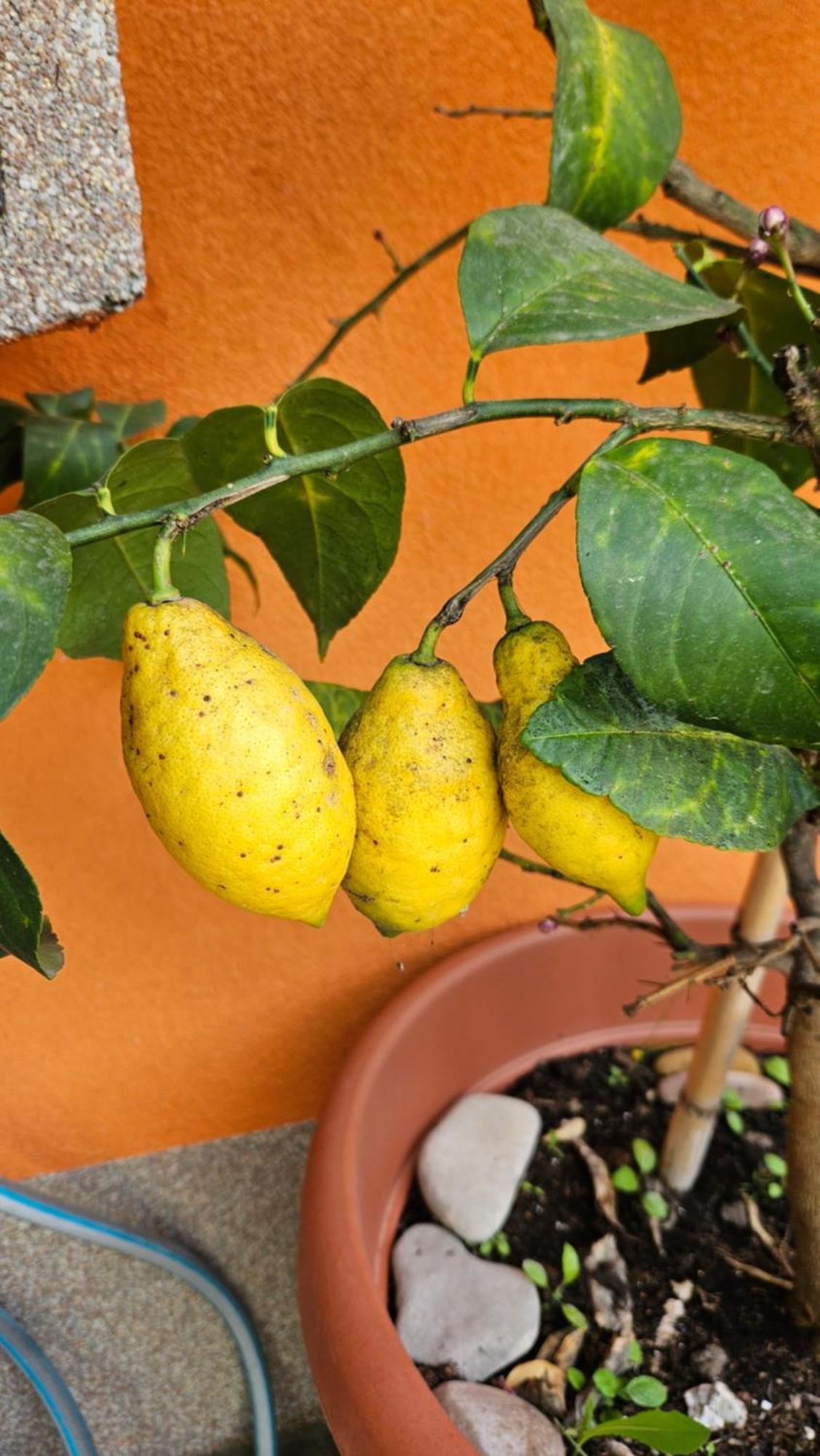 Mexicana Apartment Yellow Zadar Dış mekan fotoğraf